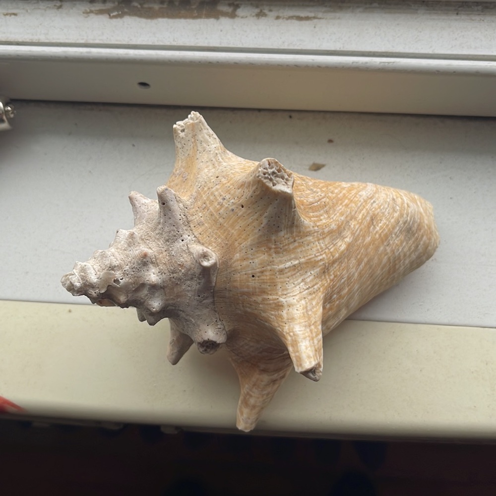 Shell - Picture 6 of 6
